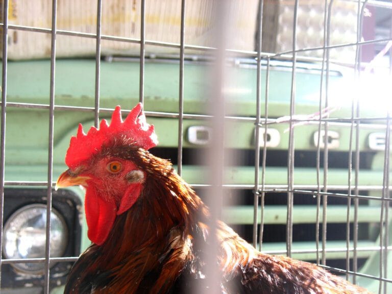 chickentax c102a5cd03165e4863beecbae88f75a860b07d1e