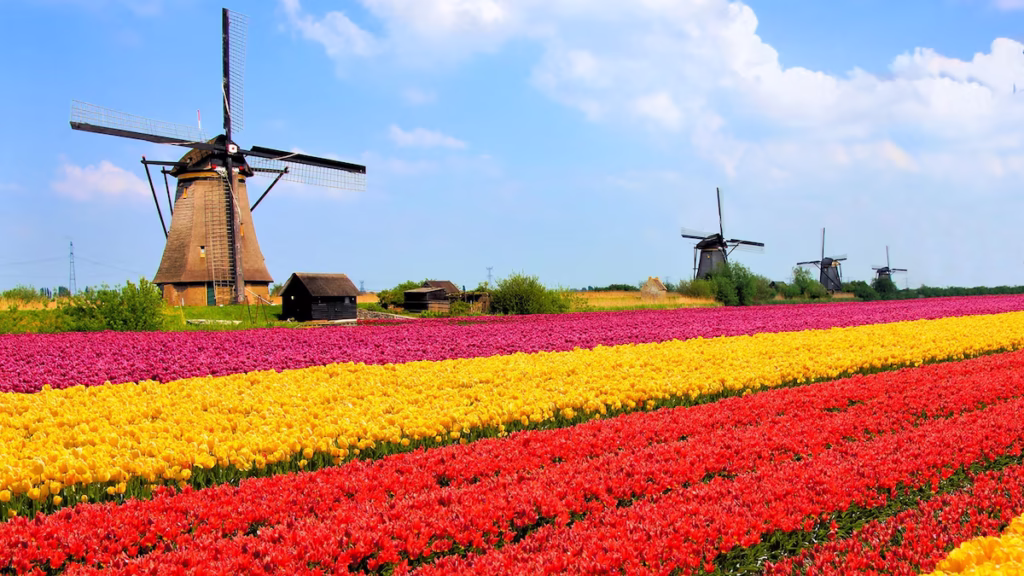 netherlands tulip fields 16x9