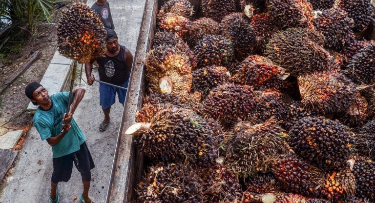 palm oil indonesia 5e7114be af96 401c 96e1 22ac750bc11f 4