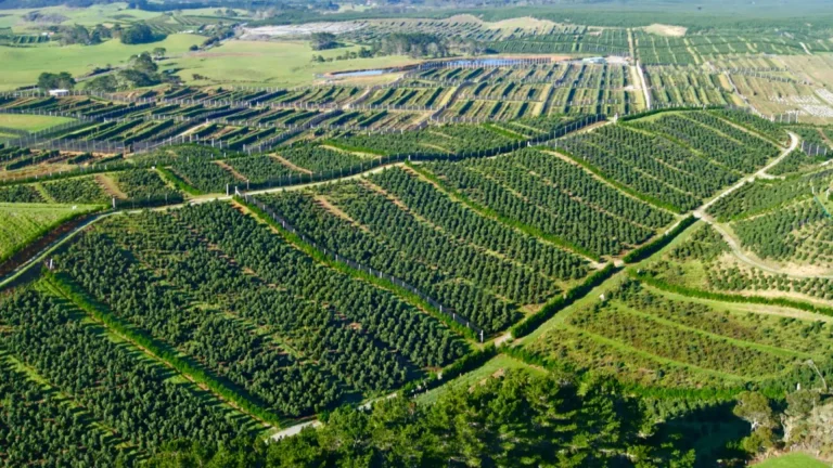 Digital Integrity in Agriculture: Mexico’s New VAT Export Mandate Digital Integrity in Agriculture: Mexico’s New VAT Export Mandate